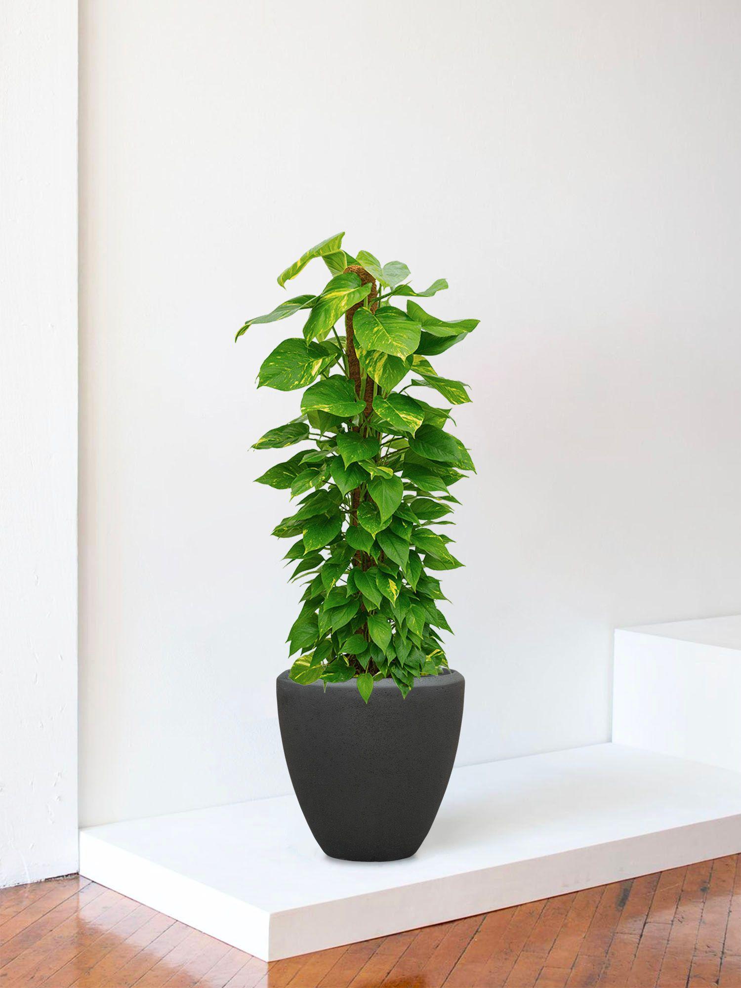 Pothos Colonne