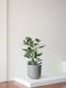 Ficus Audrey