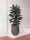 Ficus Elastica Abidjan