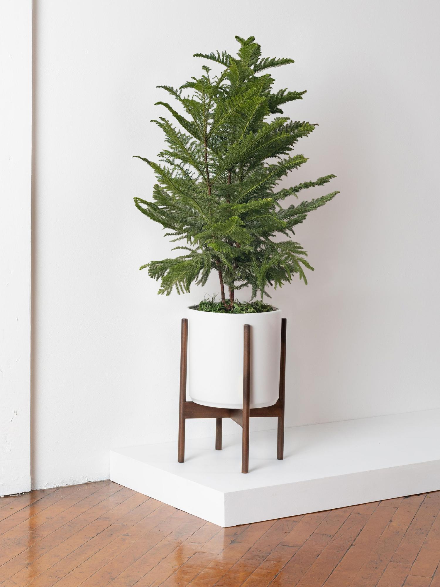 Norfolk Island Pine