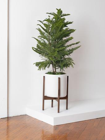 indoor plants picture