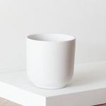 Fiddle Leaf Fig Bush - White Nouvelle Ceramic
