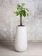 Braided Money Tree