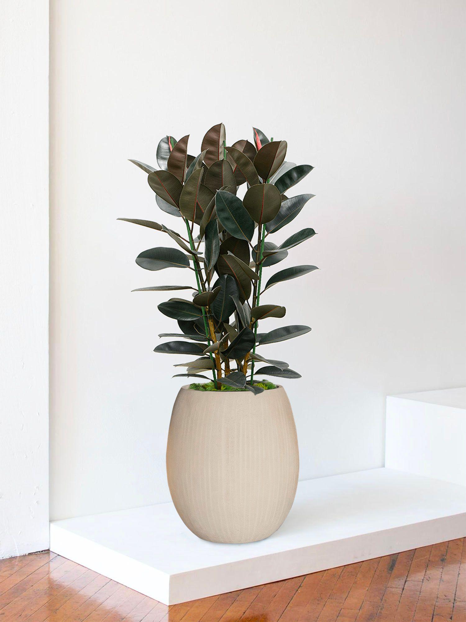 Ficus Elastica Abidjan