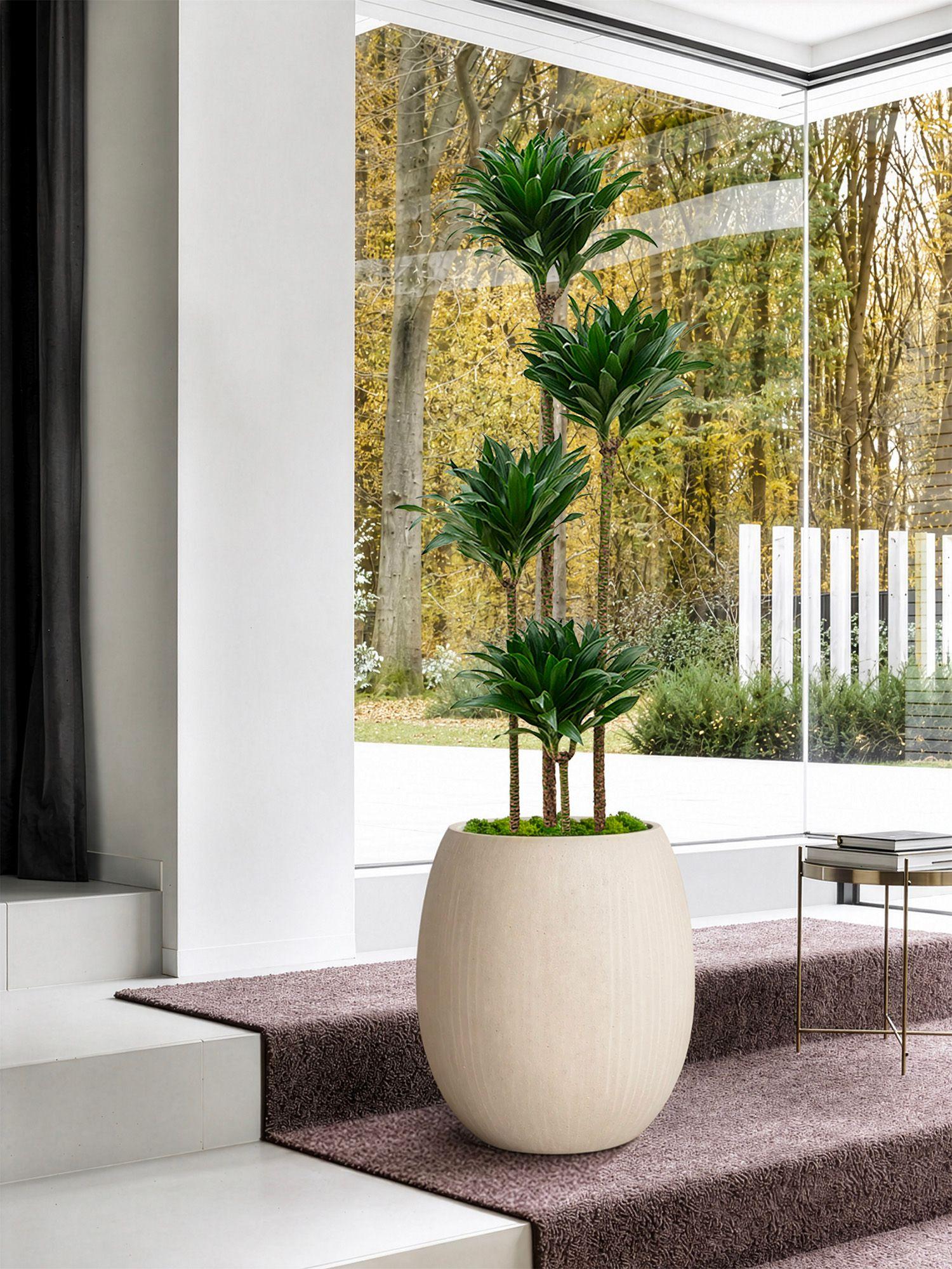 Dracaena Fragrans Compacta