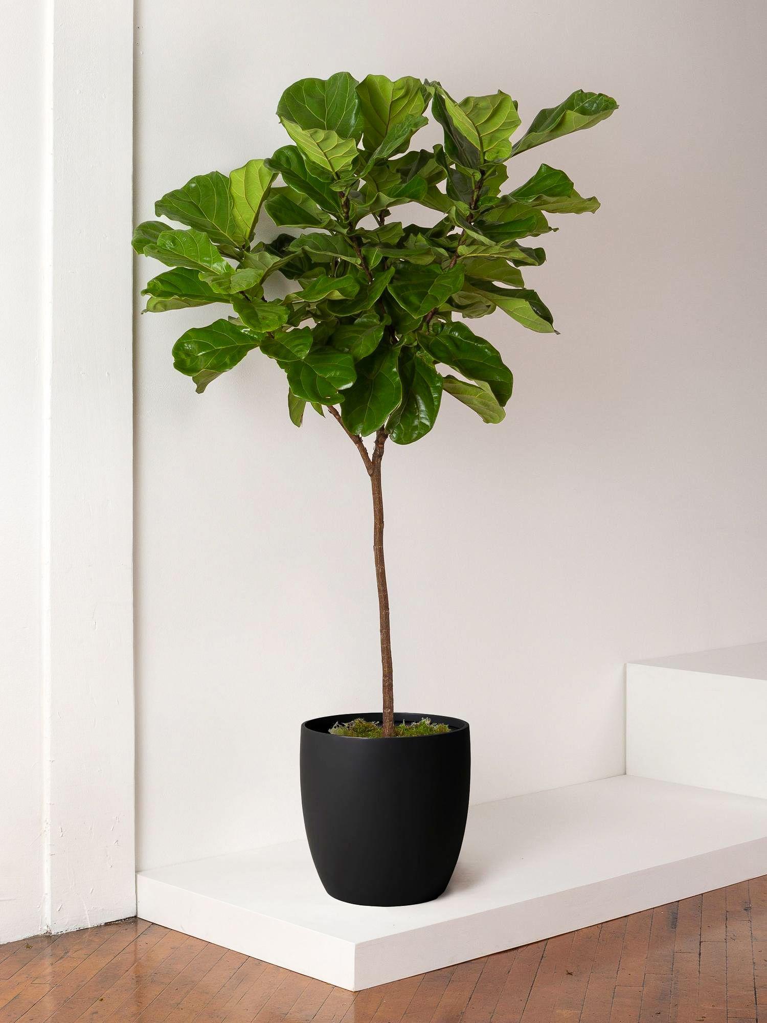 Fiddle Leaf Fig Tree - Black Mediterra Pot 