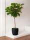 Fiddle Leaf Fig Tree