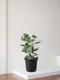 Ficus Audrey