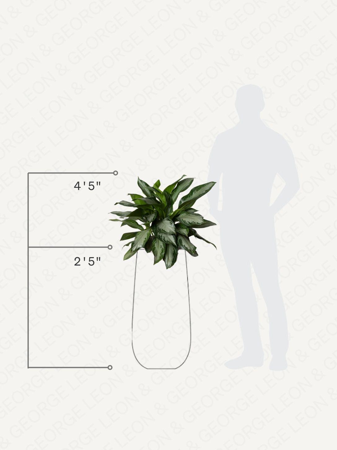 Silver Evergreen