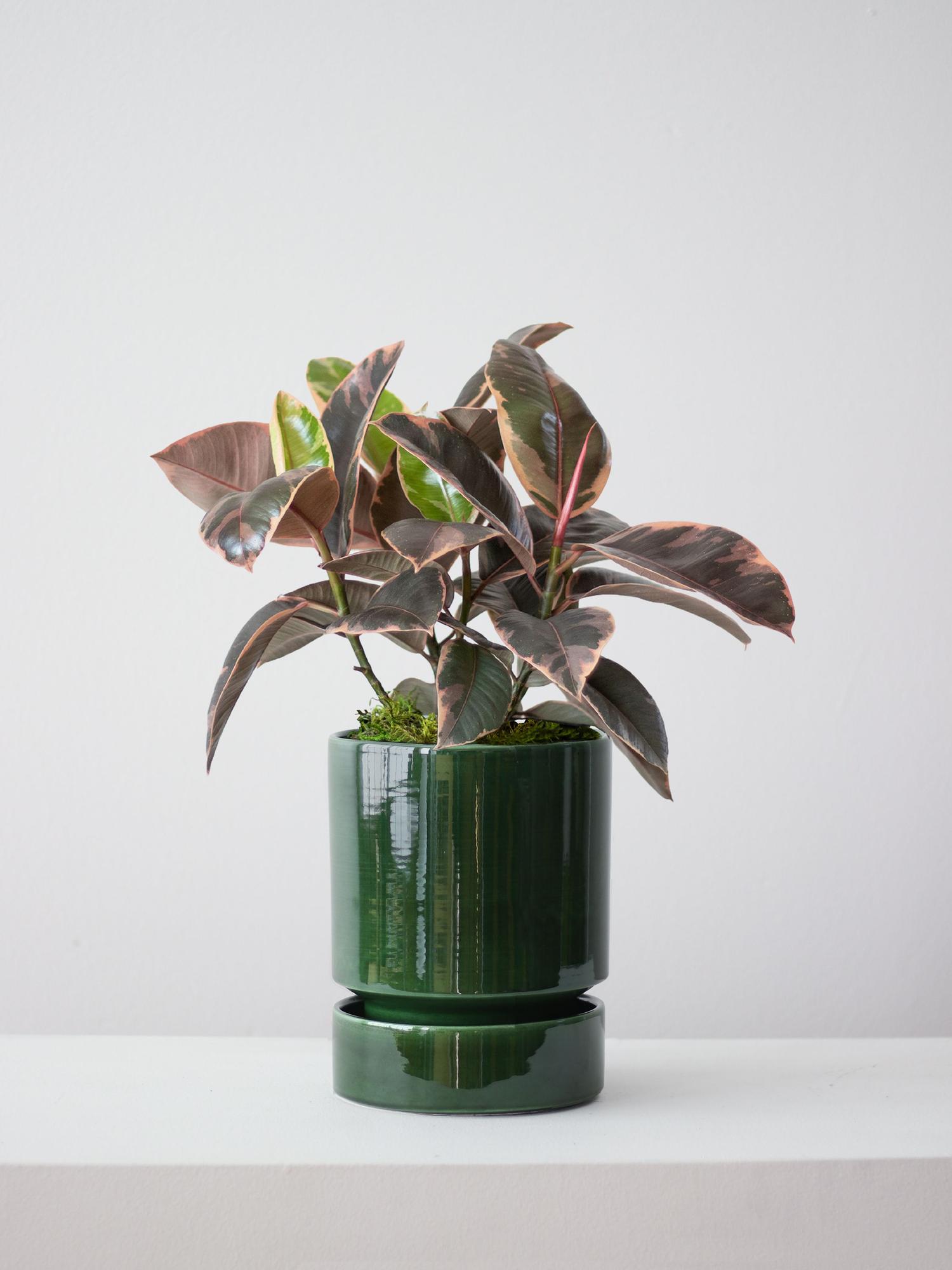 Ruby Rubber Plant
