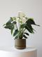 Anthurium - Queen of Spades