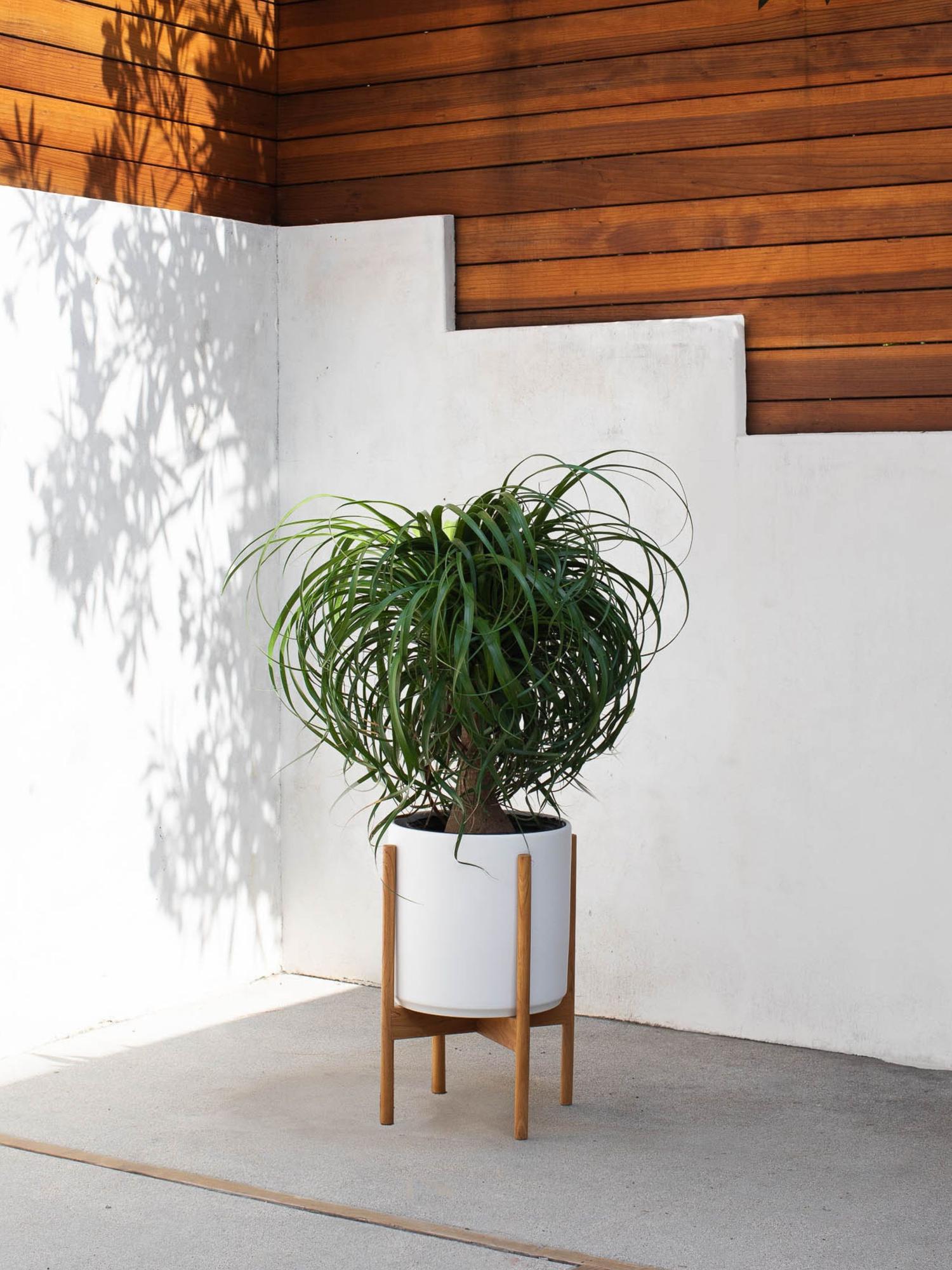 Ponytail Palm