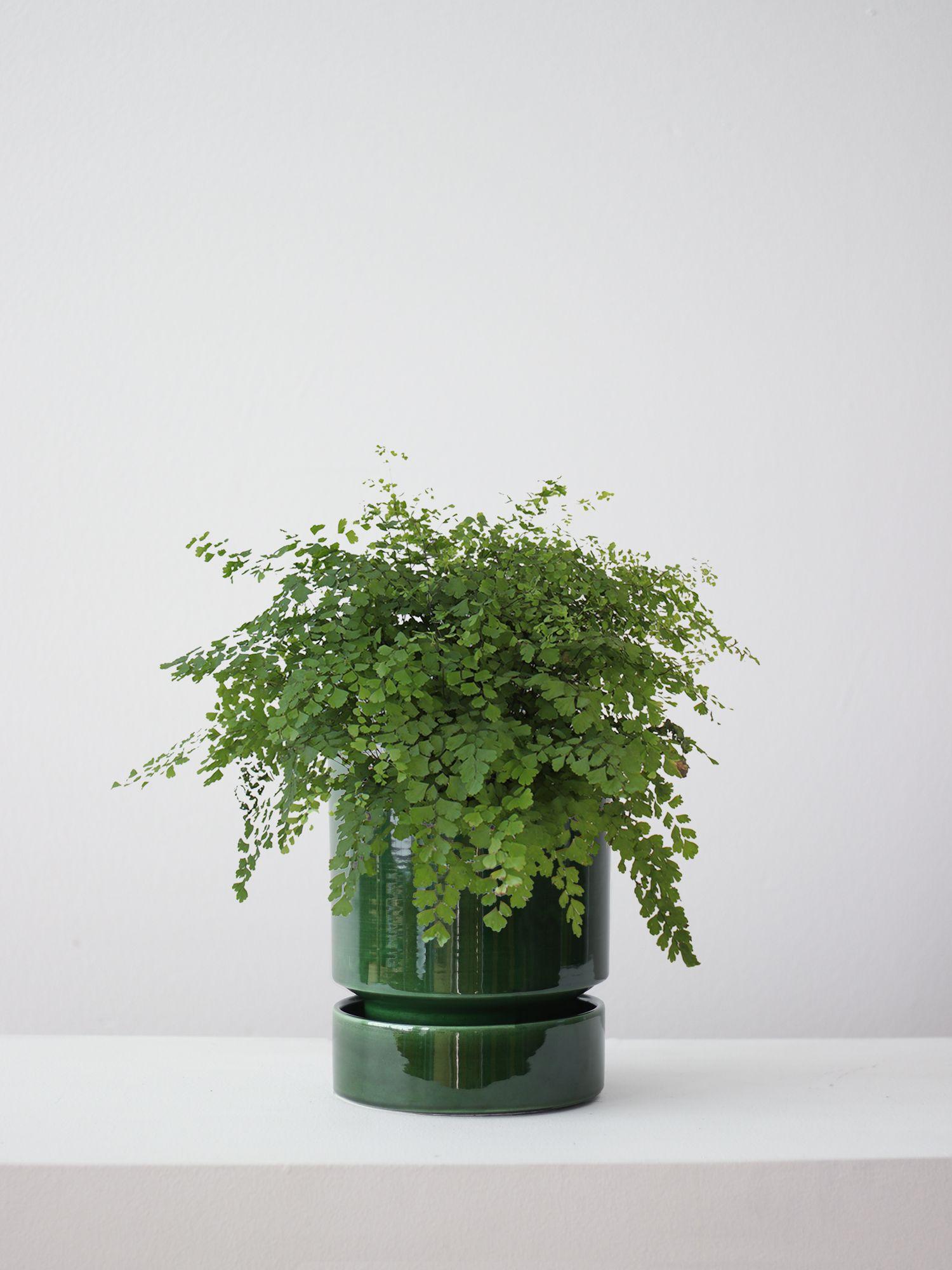 Maidenhair Fern