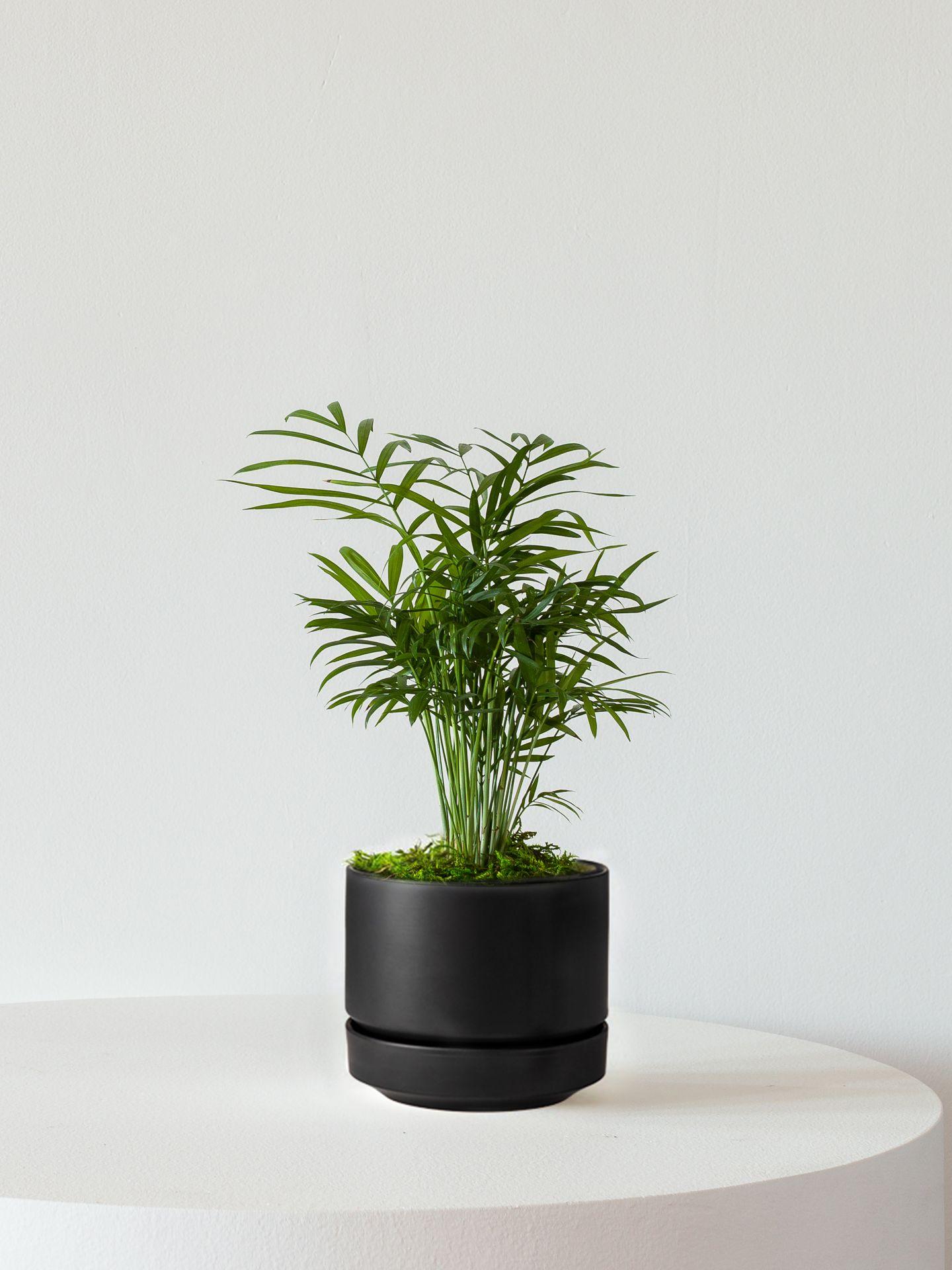 Parlor Palm
