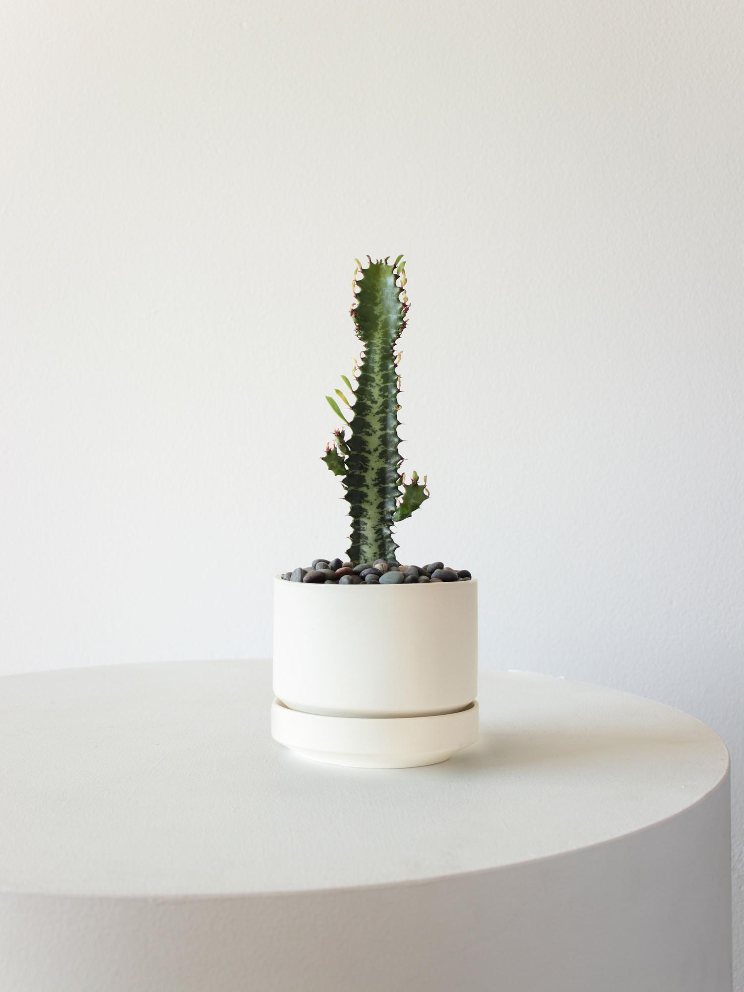 Euphorbia Trigona - White Scandinavian Ceramic 