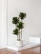 Dracaena Compacta