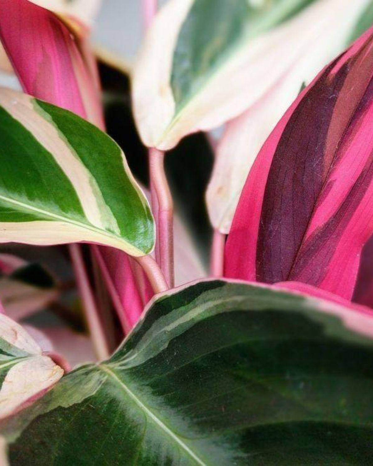 Magenta Triostar