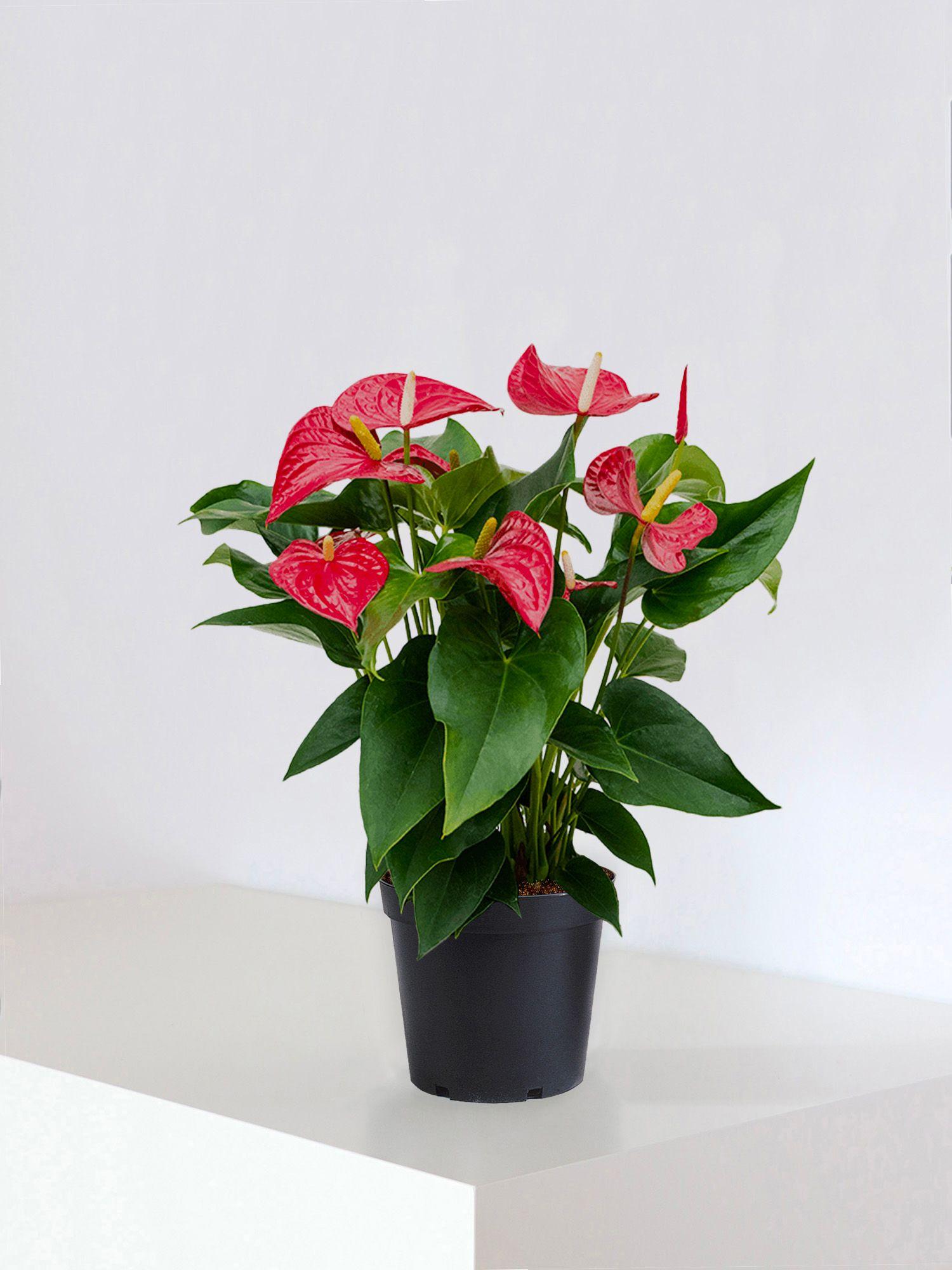 Anthurium - Roi de Coeur
