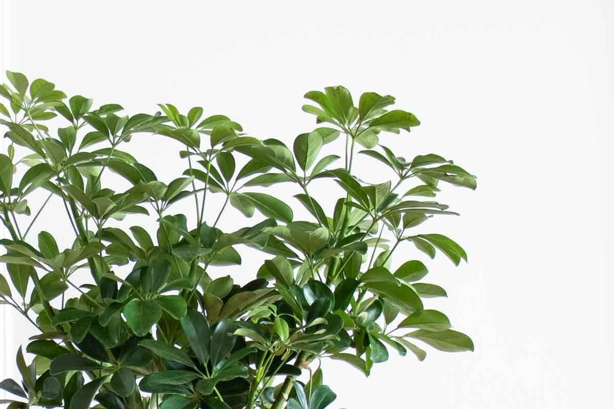 Arbre Schefflera