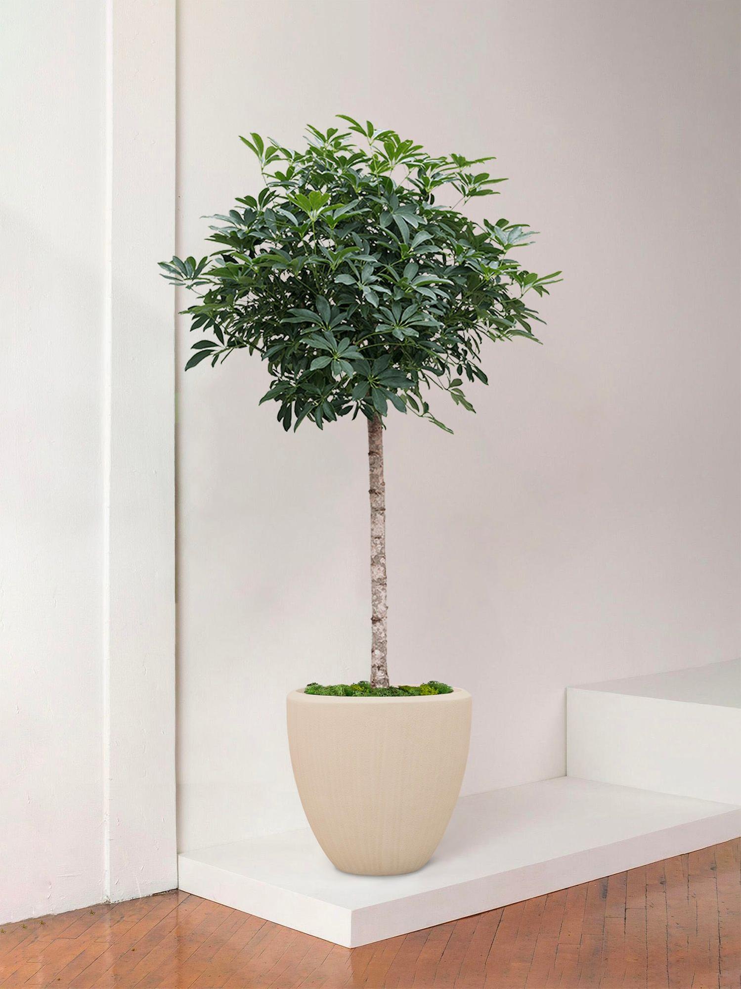 Arbre Schefflera - Le 40 - Maia calcaire 
