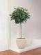 Schefflera Tree