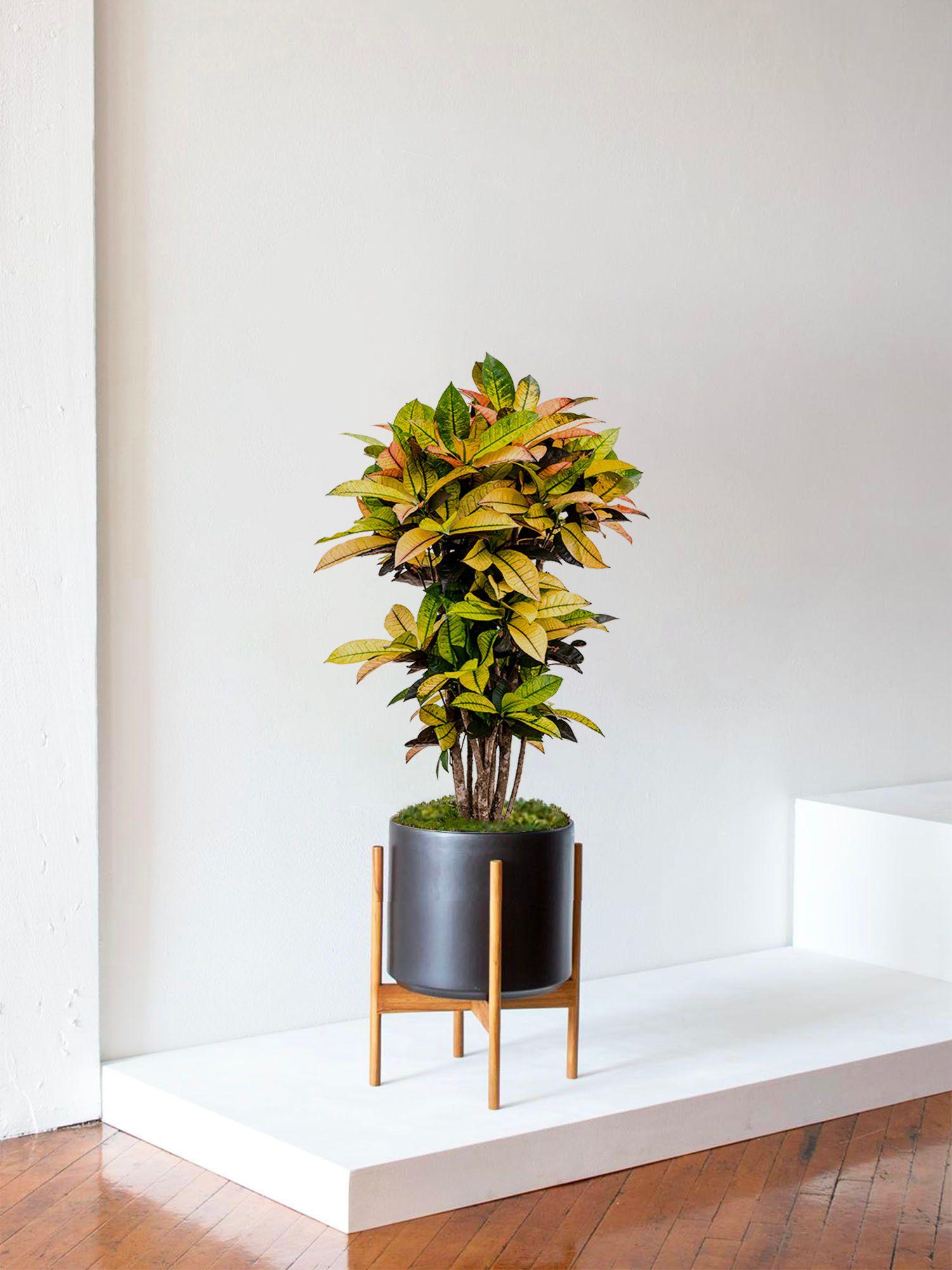 Croton Miss Iceton