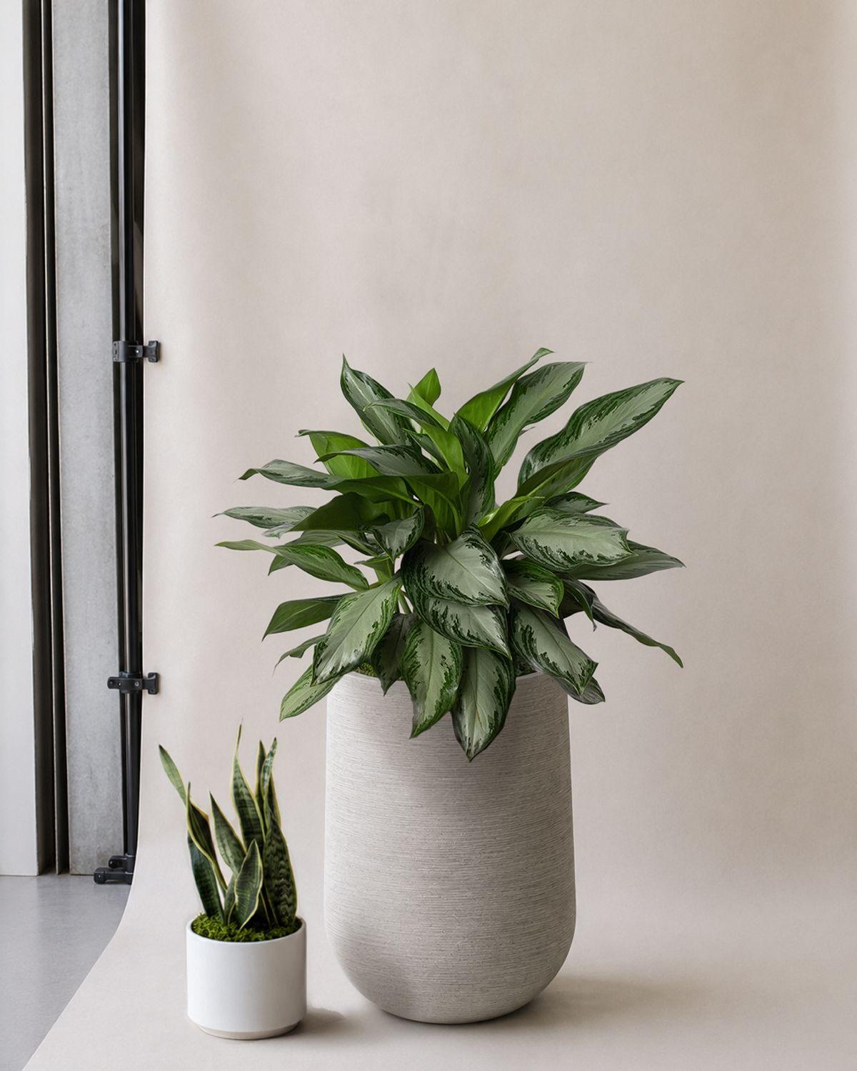 Silver Evergreen