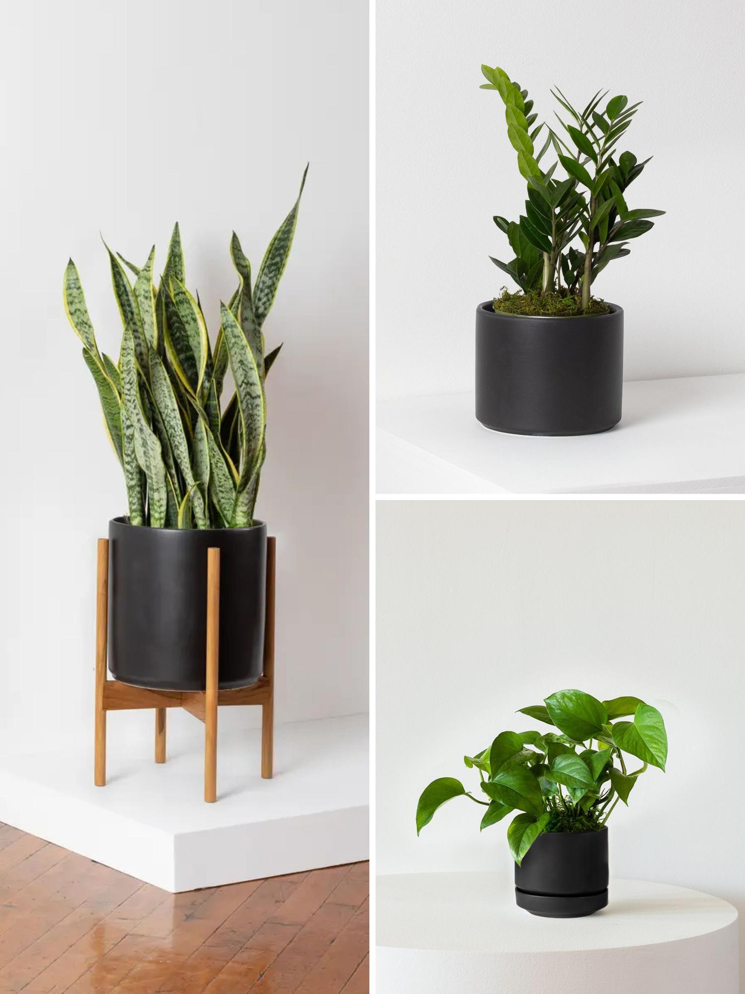 L Easy Care Plant Bundle - Black Mid-Century Ceramics 