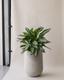 Silver Evergreen