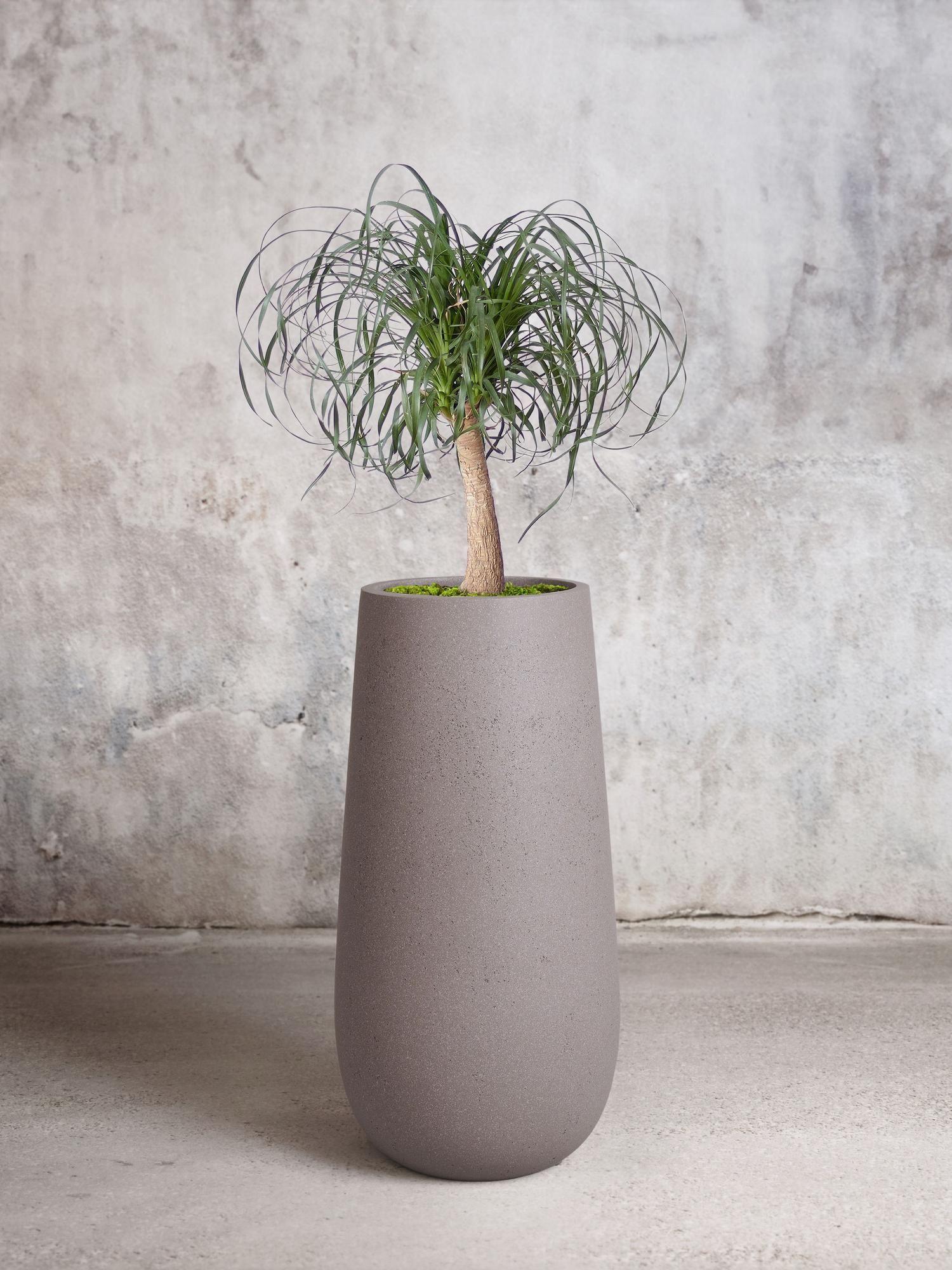 Ponytail Palm