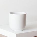 Ficus Audrey - White Nouvelle Ceramic 