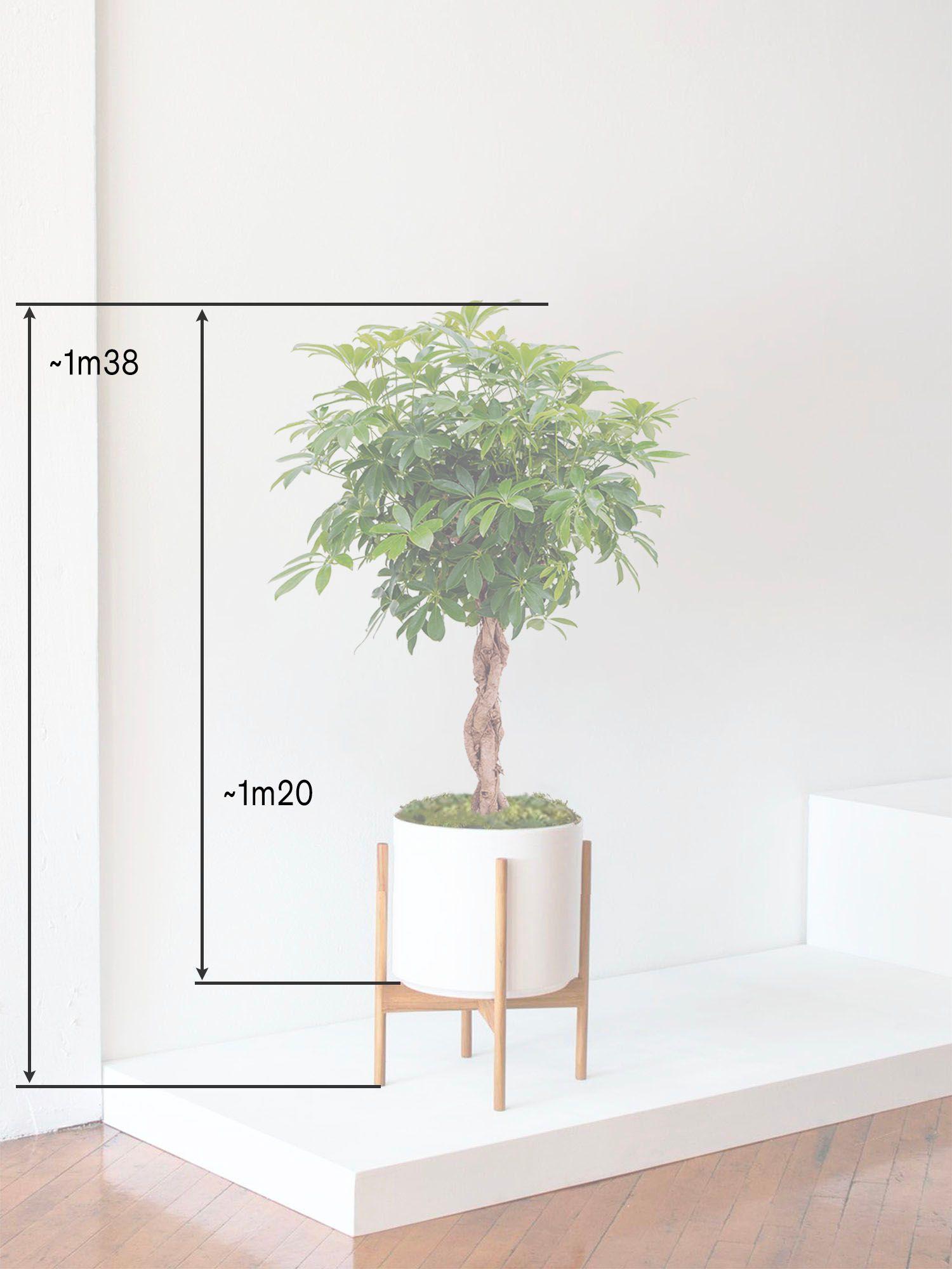Arbre Schefflera