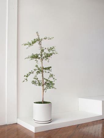 indoor plants picture