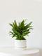 Tiger Evergreen