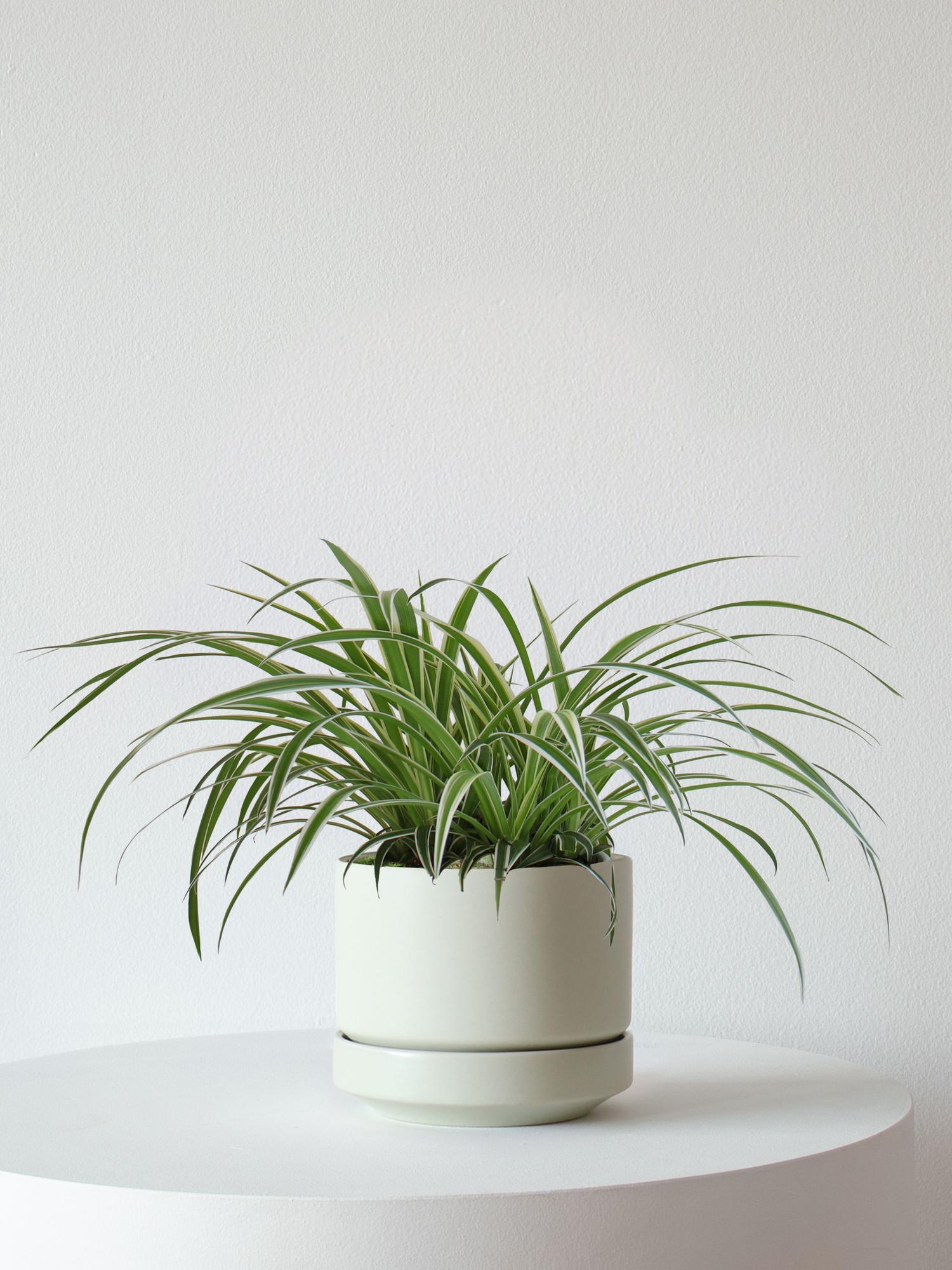 Spider Plant