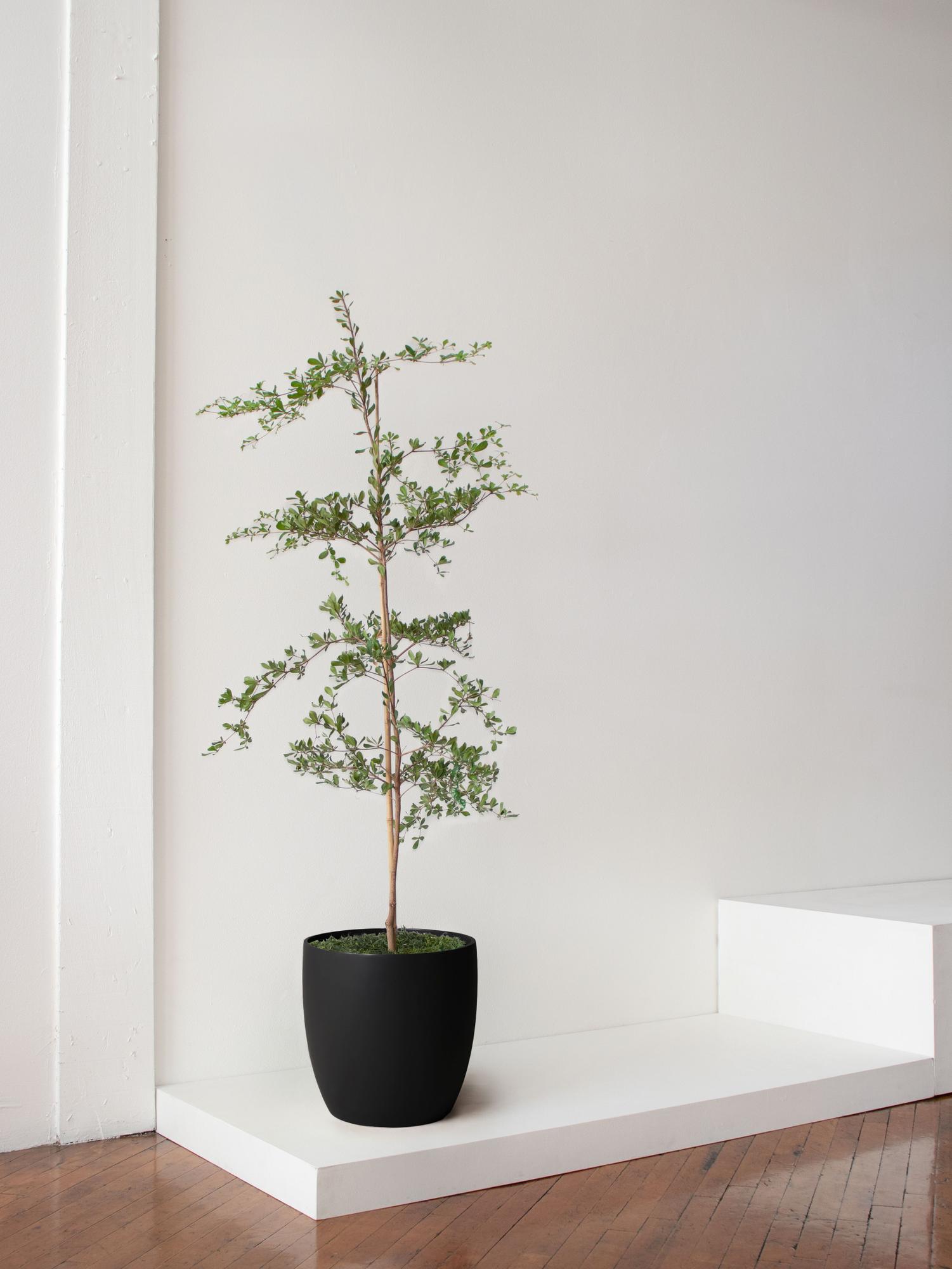 Black Olive Tree