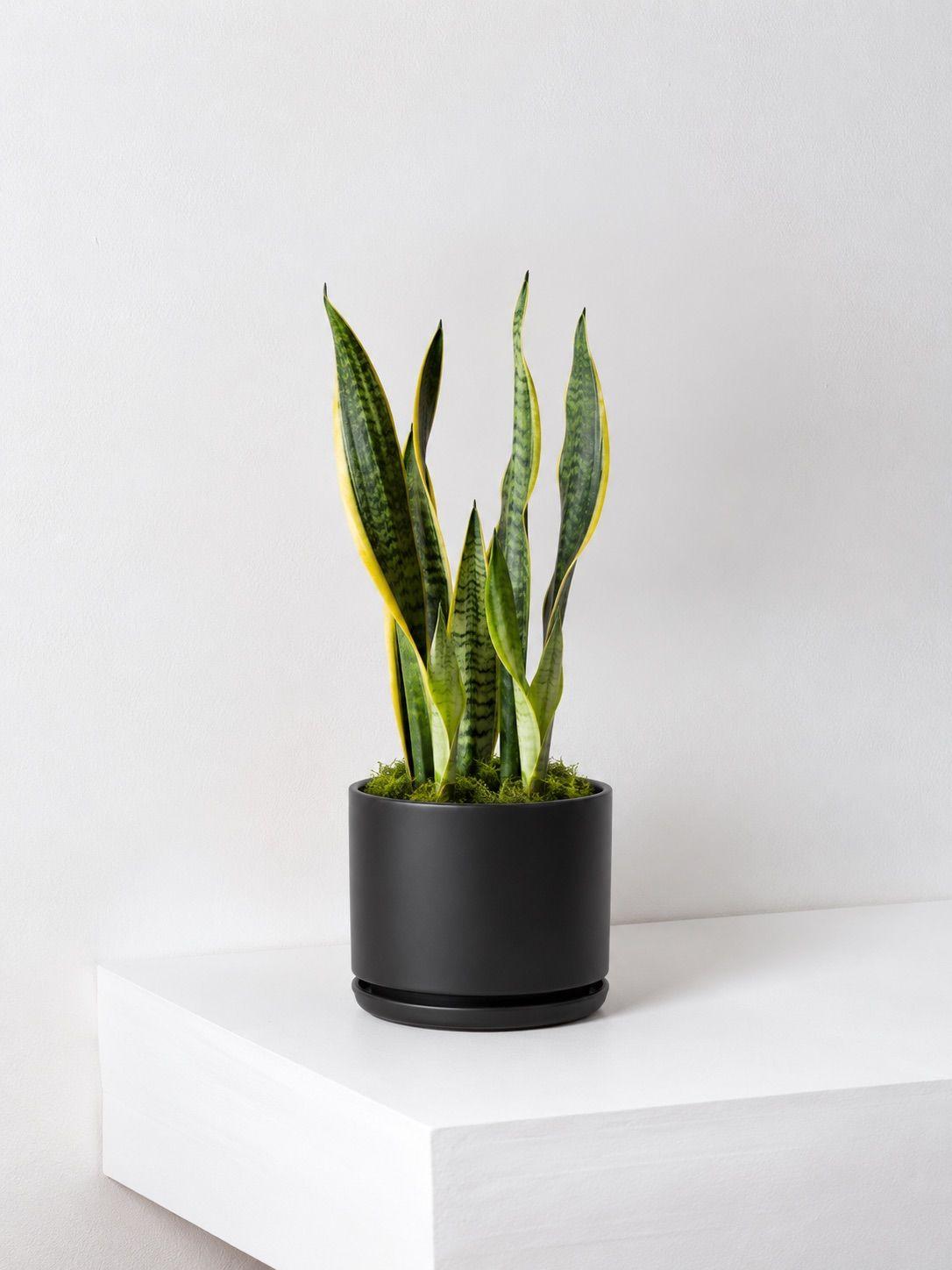 Snake Plant Laurentii