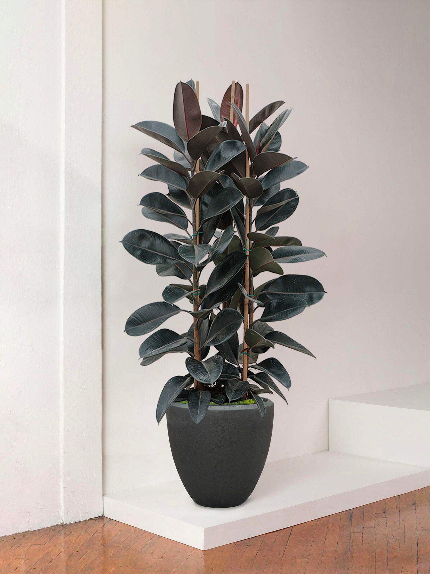 Ficus Elastica Abidjan