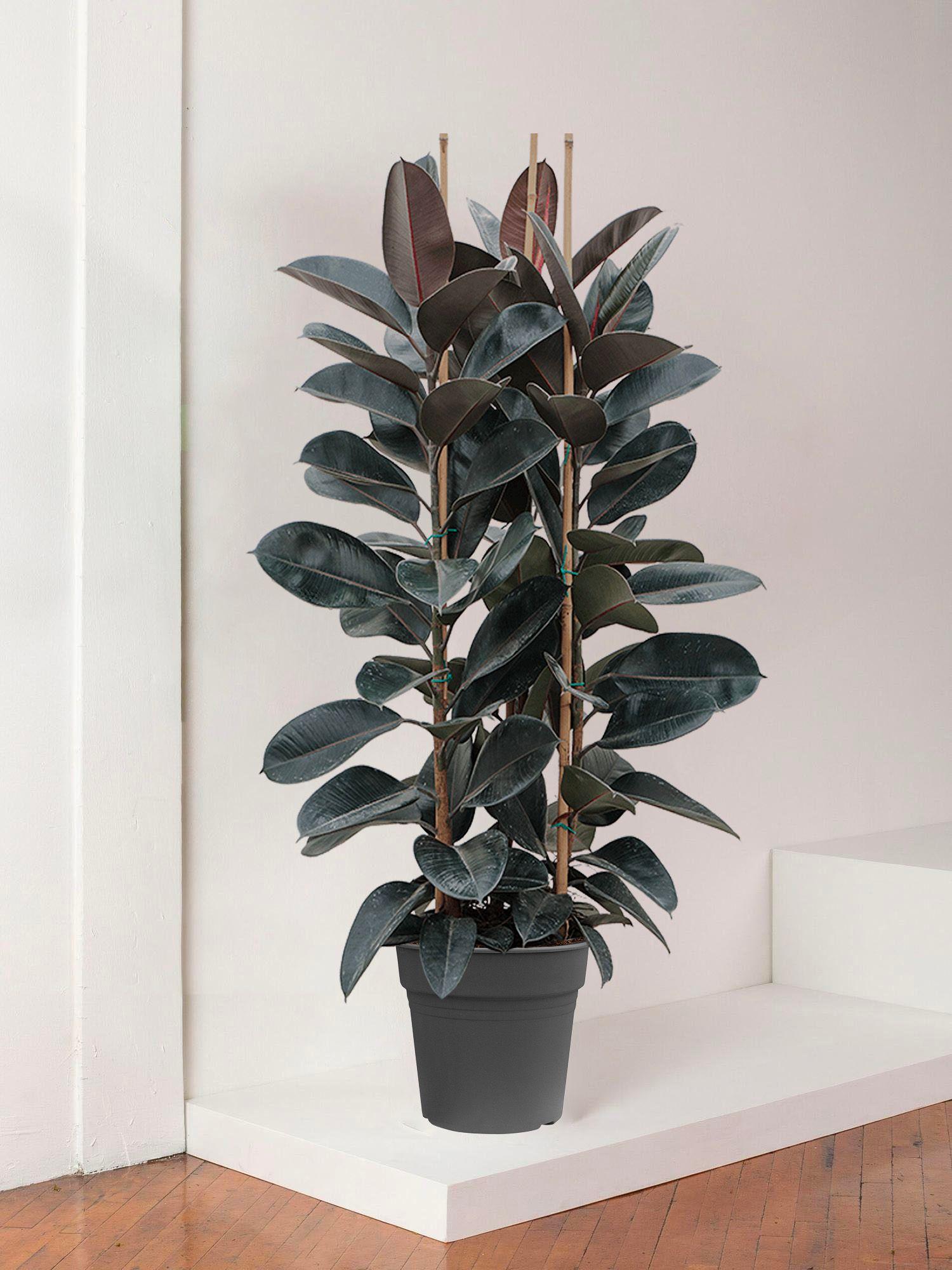 Ficus Elastica Abidjan - Pot Horticole - XL 34cm H30cm 