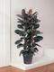 Rubber Tree Abidjan