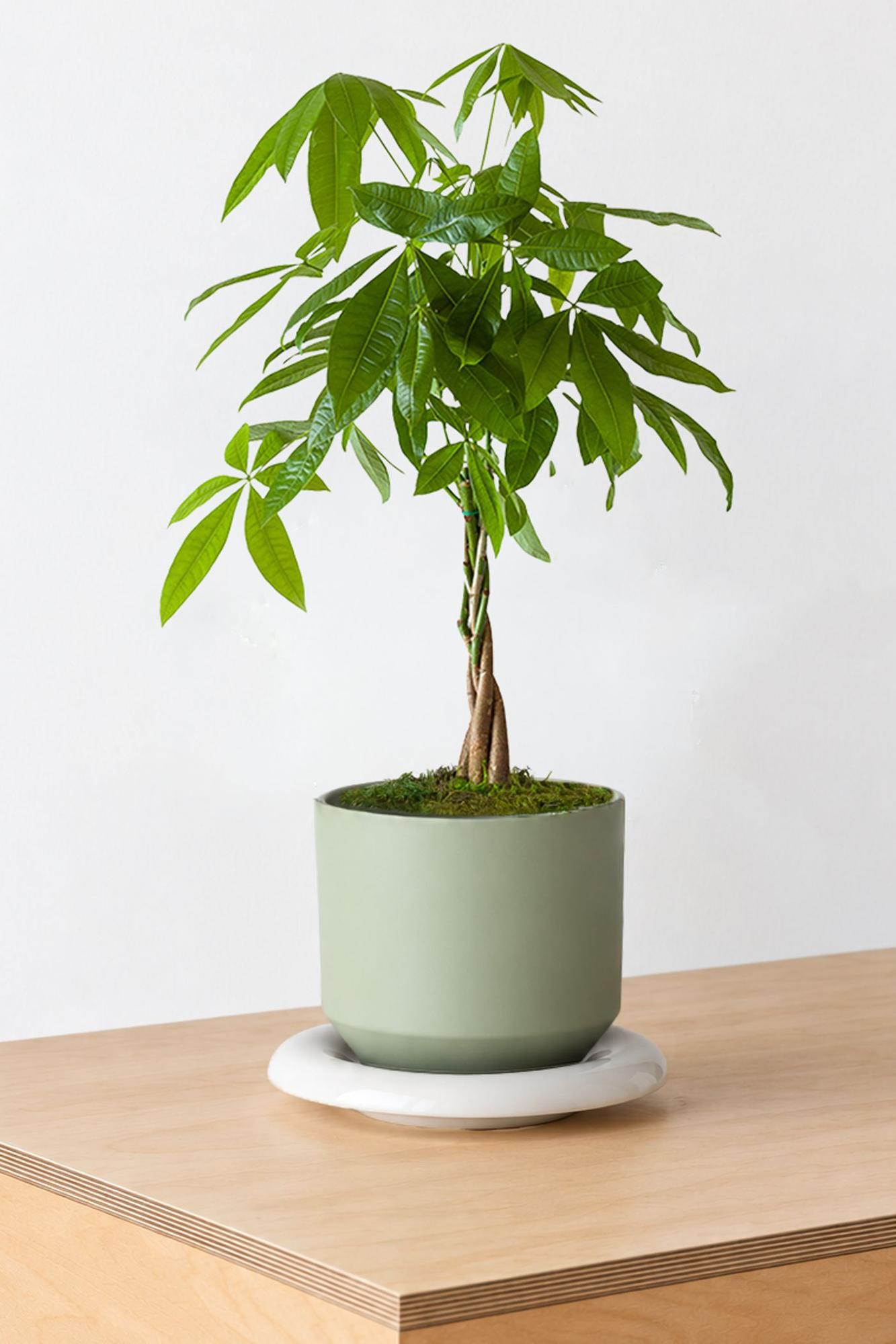 Braided Money Tree - Sage Lily Ceramic & Ivory Saucer 