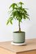 Braided Money Tree