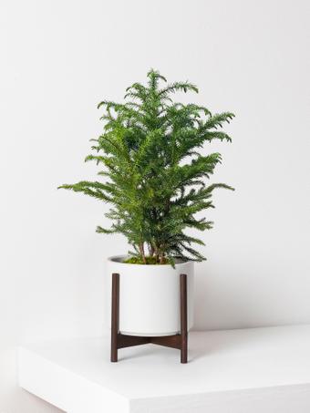 indoor plants picture