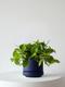 Cascading Pothos