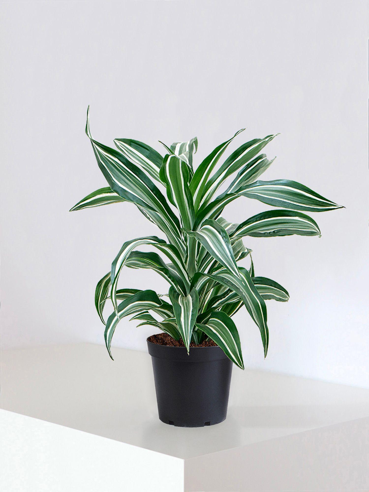 Dracaena Fragrans Joyau de Jade