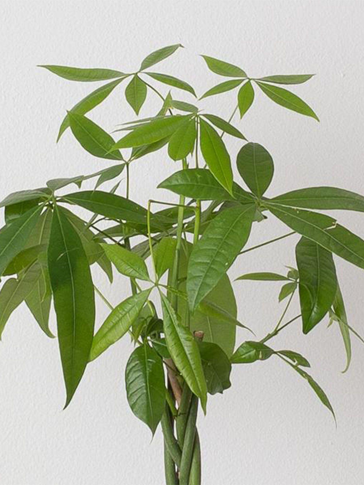 Pachira Aquatica