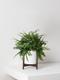 Boston Fern
