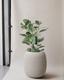 Ficus Audrey