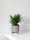 Tiger Evergreen