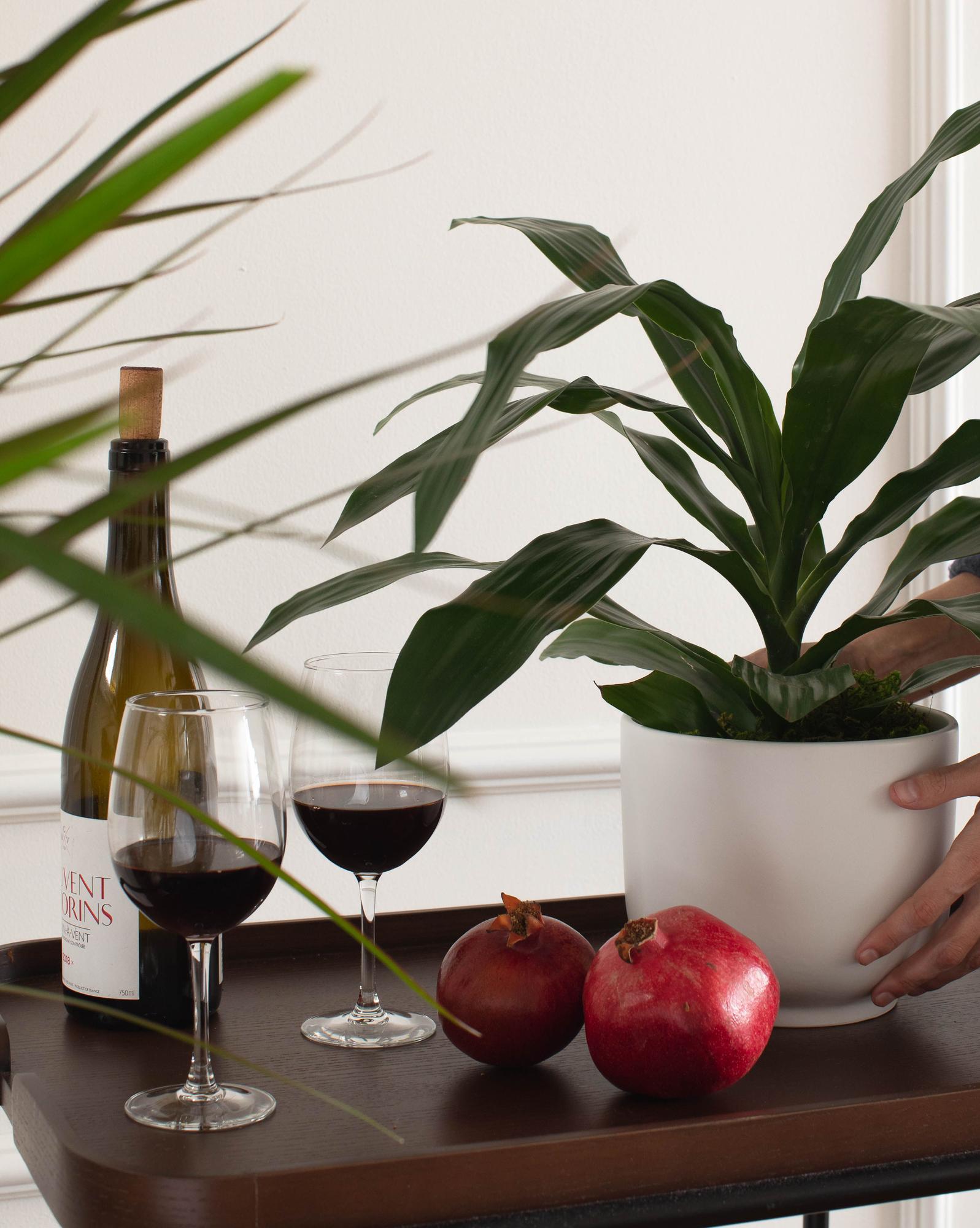 Dracaena Lisa
